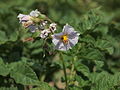 Solanum tuberosum Urberger (04) .jpg