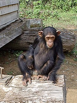 Genetic testing has shown that humans and chimpanzees have most of their DNA in common. In a study of 90,000 base pairs, Wayne State University's Morris Goodman found humans and chimpanzees share 99.4% of their DNA.[2] [3].