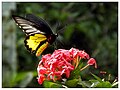 Southern birdwing