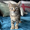 Image 2An adorable tabby kitten with striking features, comfortably lounging on a blue throw on a sofa. (from Kitten)