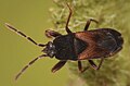 Tropistethus holosericus, Finlande