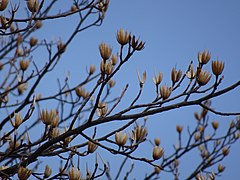 Early spring buds opening