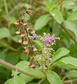 Makatutuk a lawe keng sampagang tulsi ampong butul.