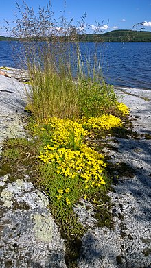 Kuusveden Vihtaluoto