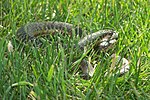 Wandering Garter Snake