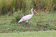 white stork