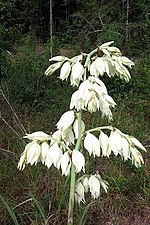 Miniatura para Yucca cernua