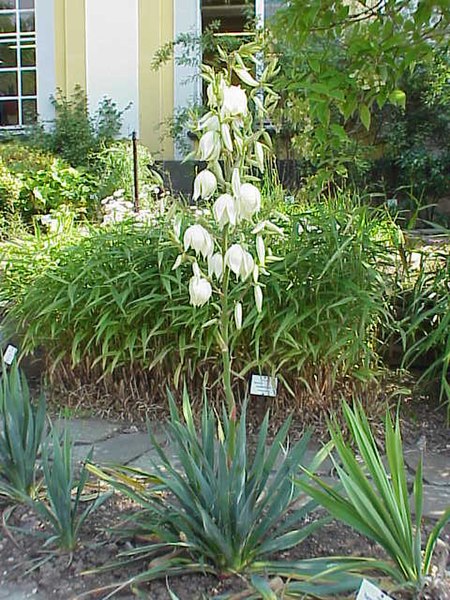 http://upload.wikimedia.org/wikipedia/commons/thumb/8/8d/Yucca_filamentosa1.jpg/450px-Yucca_filamentosa1.jpg