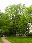 Дуб черешчатый (Quercus robur L.)