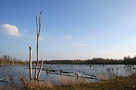 Moerassen van Harchies