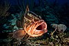 2017, cuba, jardines aggressor, los indios, nassau grouper maw (36883128693).jpg