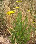 Miniatura para Achillea filipendulina