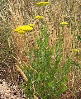 Jószagú cickafark (Achillea filipendulina)