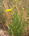 Achillea filipendulina