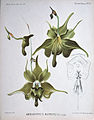 Aeranthes ramosa