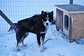 犬小屋とアラスカン・ハスキー。合板と角材で作られている。雪が多い地域で犬を強い寒気から護ってやるためなのか、内部にかなり分厚い断熱材が施してあるのが入口あたりの断面からうかがえる。