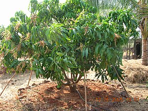 English: Alphonso mango tree in a dense cultiv...