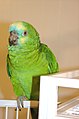 Amazon Parrot named Babe.JPG