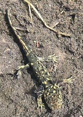 Ambystoma altamirani