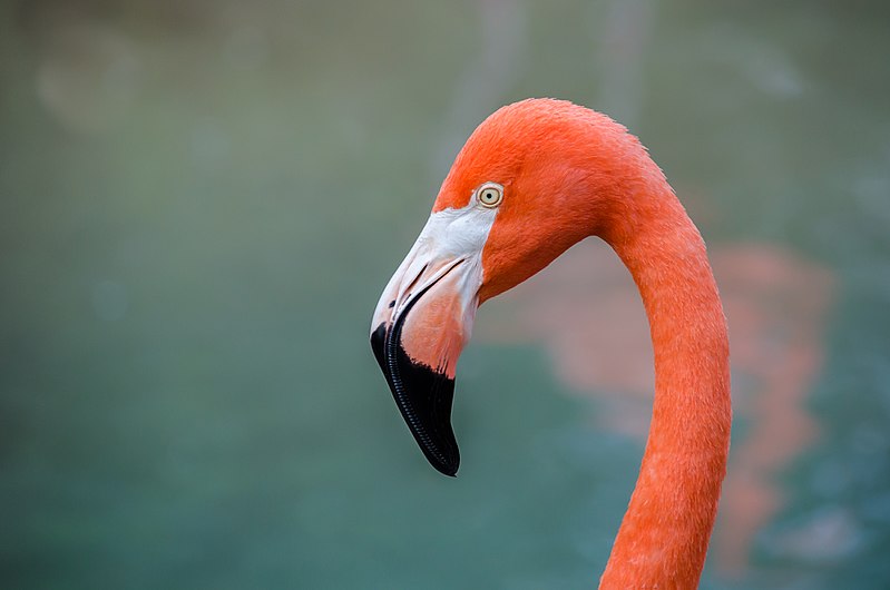 File:American Flamingo - Phoenicopterus ruber.jpg