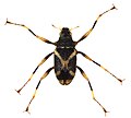 A spider water beetle — Did you know on the English Wikipedia on October 18.