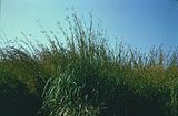 A grama do tipo Andropogon gerardii, nativa da região do Huffman Prairie.