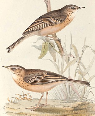 Fâsa de câmp după John Gould. (The birds of Europe)