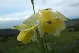 Căldărușă aurie (Aquilegia aurea)