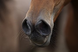 Détail sur les naseaux