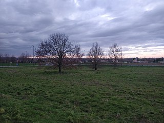 Les trois arbres alignés de la Méridienne verte.