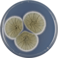 Aspergillus caespitosus growing on CYA plate