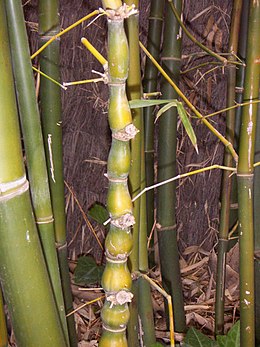 Ennek a bambuszfajnak a szára