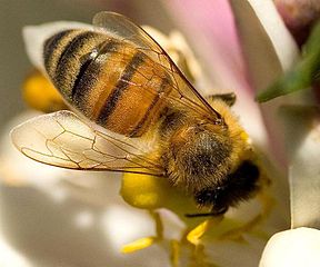 L'abeille est historique dans ABEILLES 288px-Bees-wings.web