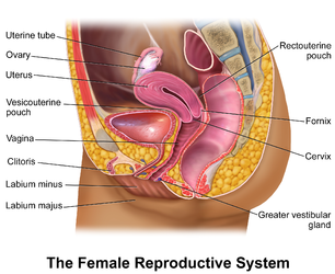 Female reproductive system.