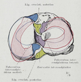 Meniscus (anatomy) - Wikipedia