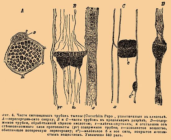 Фиг. 4. Части ситовидных трубок тыквы (Cucurbita Pepo), уплотненные в алкоголе. A — перегородка-сито сверху; B и C — части трубки в продольном разрезе; D — содержимое трубки, обработанной серною кислотою; s — клетка-спутник и отставшее от стенкоположного слоя протопласты содержимое трубки (pr); c — мозолистое вещество, облегающее поперечную перегородку; c* — маленькое боковое сито, покрытое мозолистым веществом. Увеличено в 540 раз.