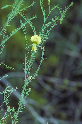 Brongniartia minutifolia