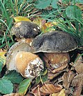 Miniatura para Boletus aereus