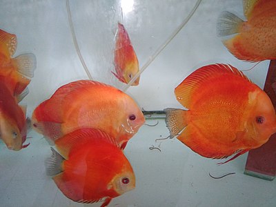 Cá cảnh (cá dĩa đỏ) được nhân nuôi tại Khu Nông nghiệp Công nghệ cao Củ Chi 160122.jpg