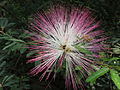 Květenství Calliandra brevipes