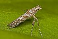 Caloptilia cuculipennella