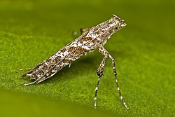 Caloptilia cuculipennella (Hübner, 1796)