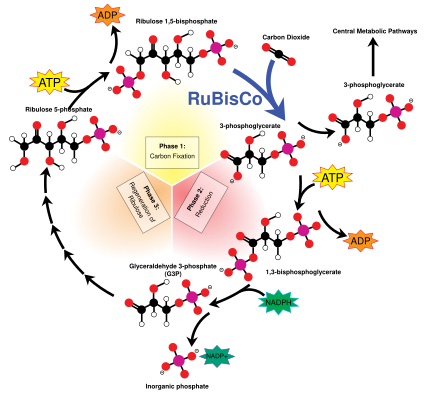 Калвином циклус (Интерактивни дијаграм) Калвиновим циклусом се инкорпорира угљен-диоксид у молекуле шећера.