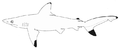 Pondicherry shark (Carcharhinus hemiodon)