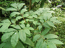 Carya cordiformis.jpg