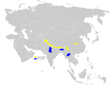 carte de répartition de Cephalopyrus