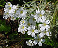 Inflorescence