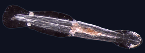 Arrow worms are predatory components of plankton worldwide. Chaetoblack.png