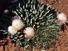 Cheiridopsis denticulata