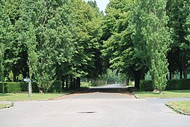 Avenue de l'Ouest : frênes et métaséquoias (au niveau de la division 9).